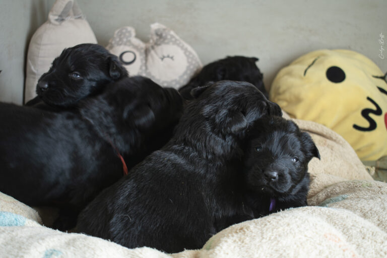 DSC_3340-Mejorado-NR