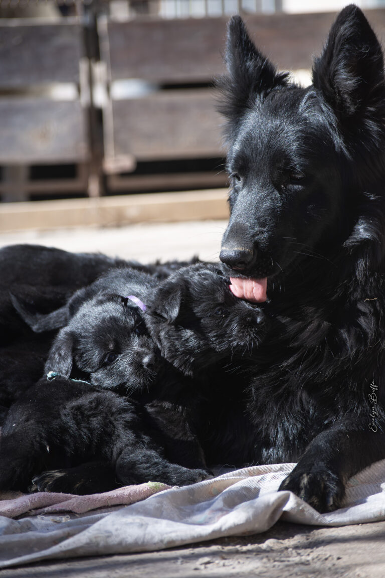 DSC_3709-Mejorado-NR