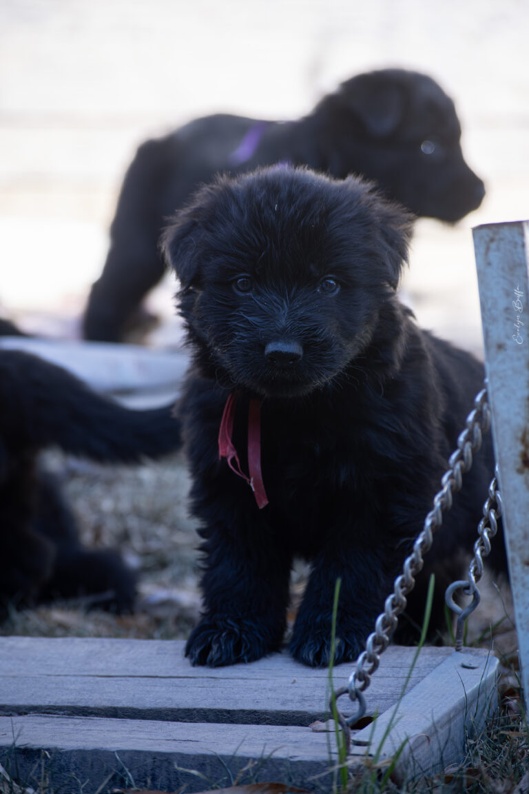 DSC_3729-Mejorado-NR