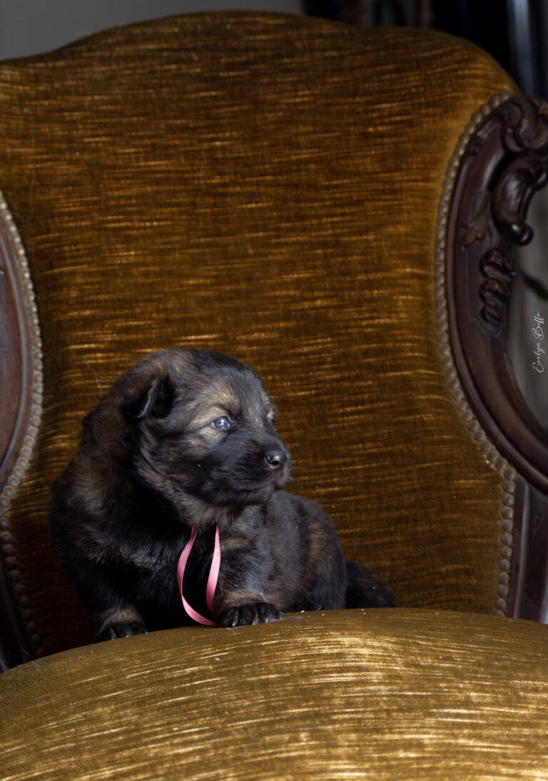 DSC_3972-Mejorado-NR