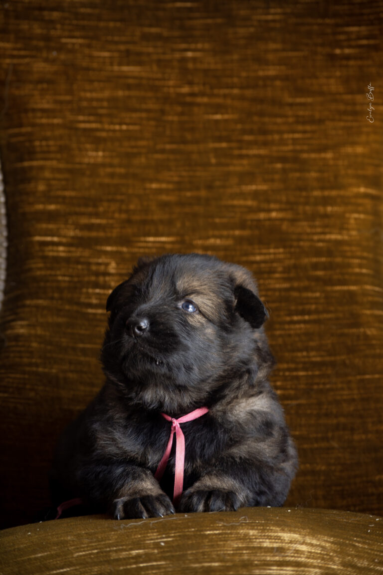 DSC_3976-Mejorado-NR