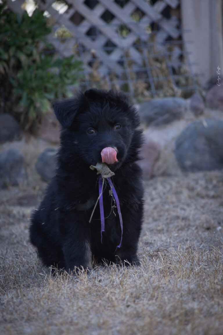DSC_4032-Mejorado-NR