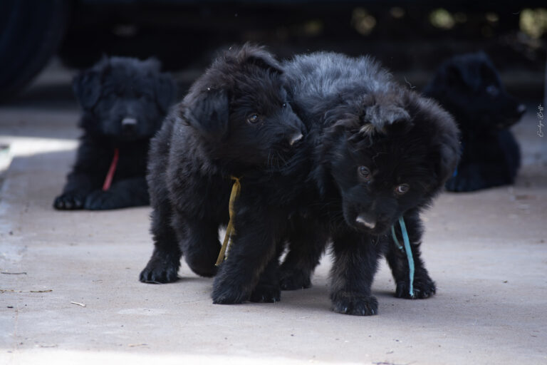 DSC_4113-Mejorado-NR