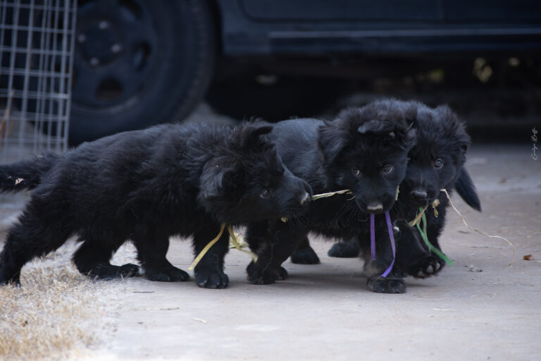 DSC_4135-Mejorado-NR