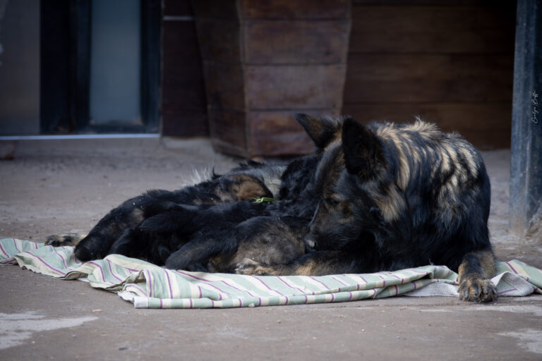 DSC_4186-Mejorado-NR