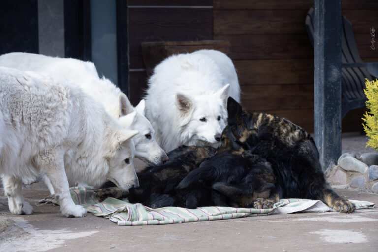 DSC_4193-Mejorado-NR