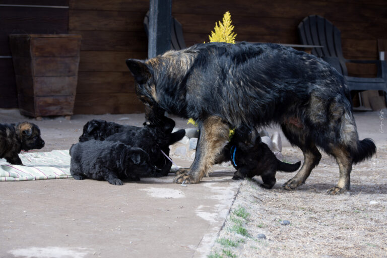 DSC_4200-Mejorado-NR