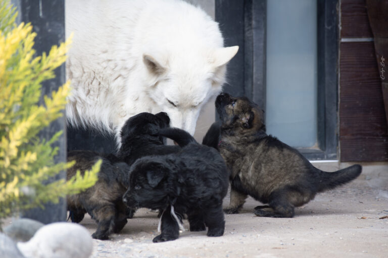 DSC_4233-Mejorado-NR