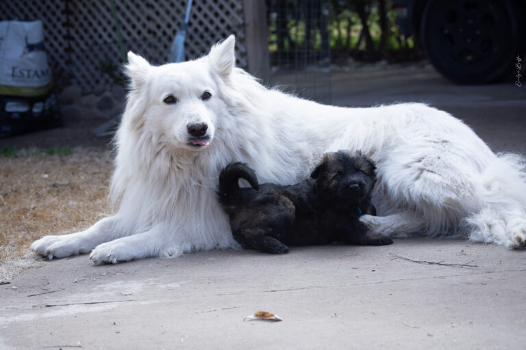 DSC_4250-Mejorado-NR