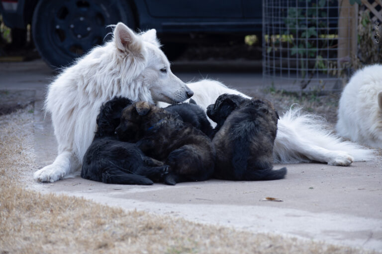 DSC_4291-Mejorado-NR