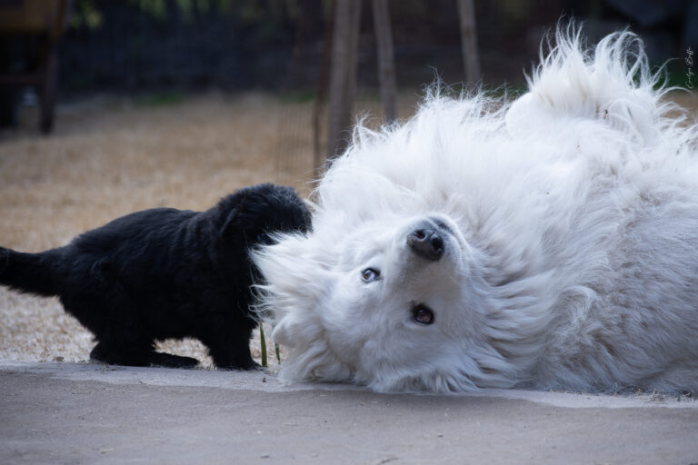 DSC_4304-Mejorado-NR