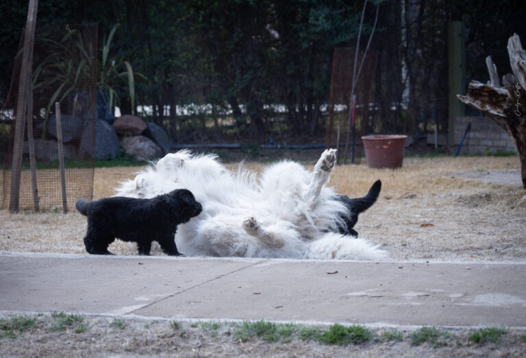 DSC_4308-Mejorado-NR