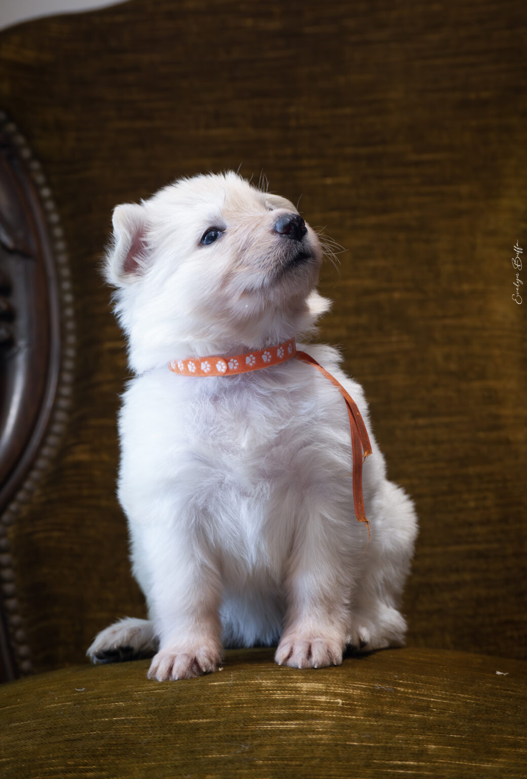 DSC_5238-Mejorado-NR