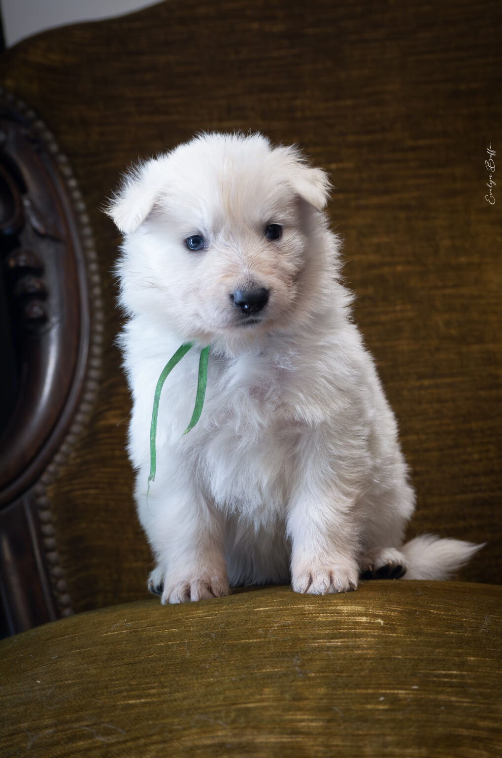 DSC_5244-Mejorado-NR