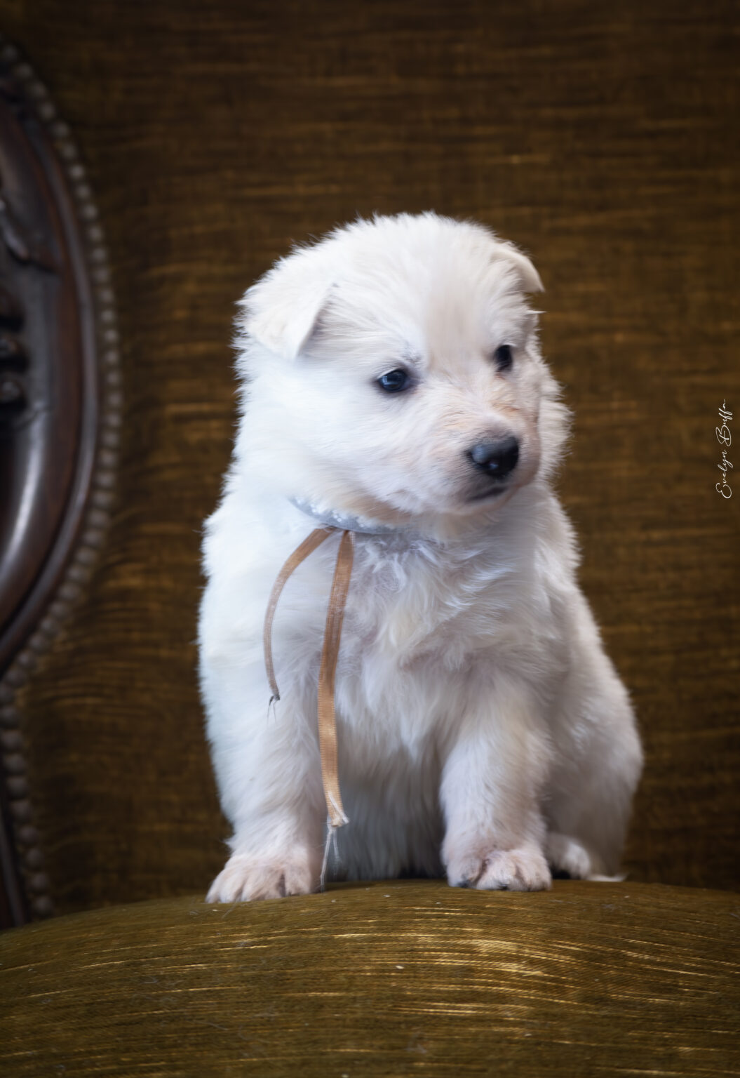 DSC_5269-Mejorado-NR