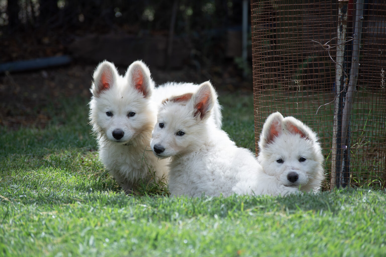 DSC_5834-Mejorado-NR