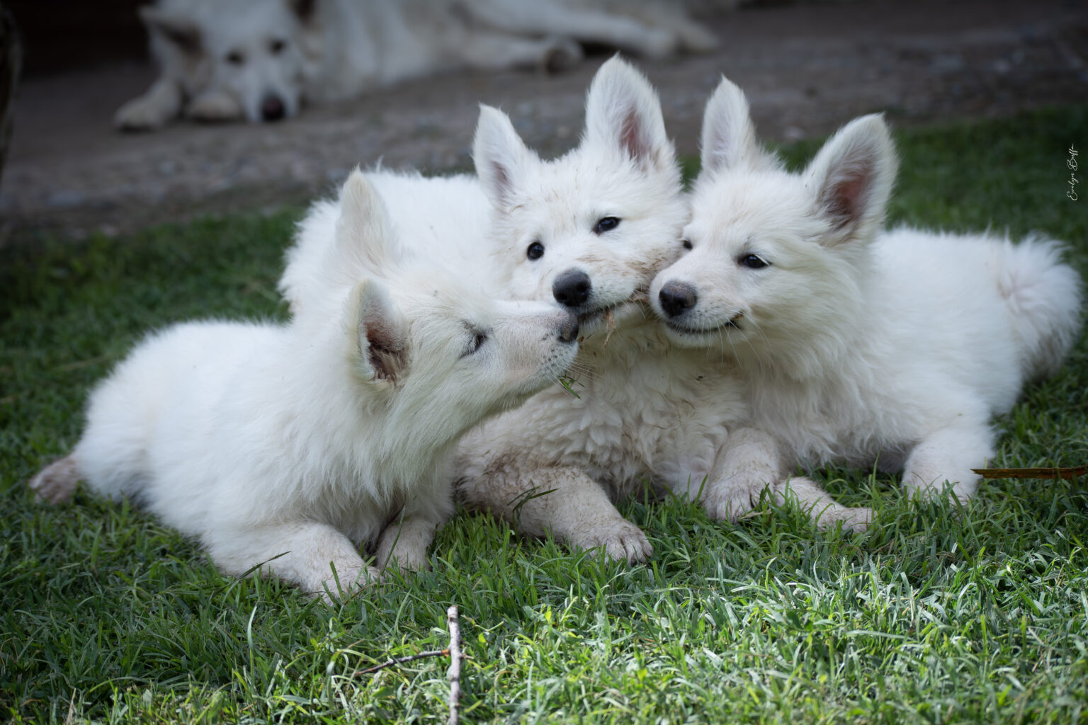 DSC_5840-Mejorado-NR