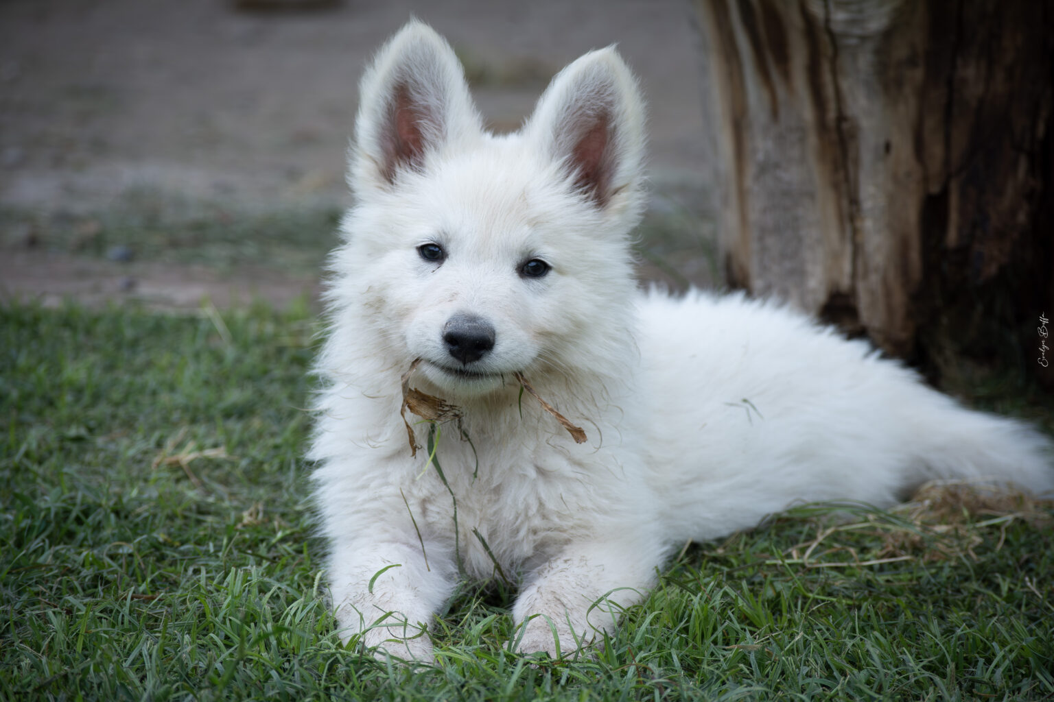 DSC_5854-Mejorado-NR