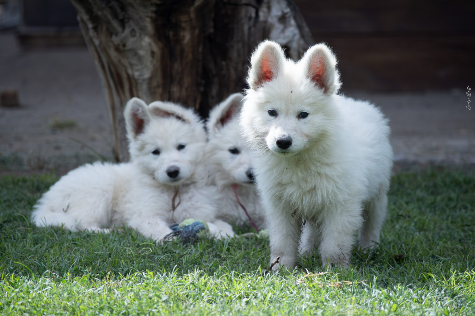 DSC_5873-Mejorado-NR
