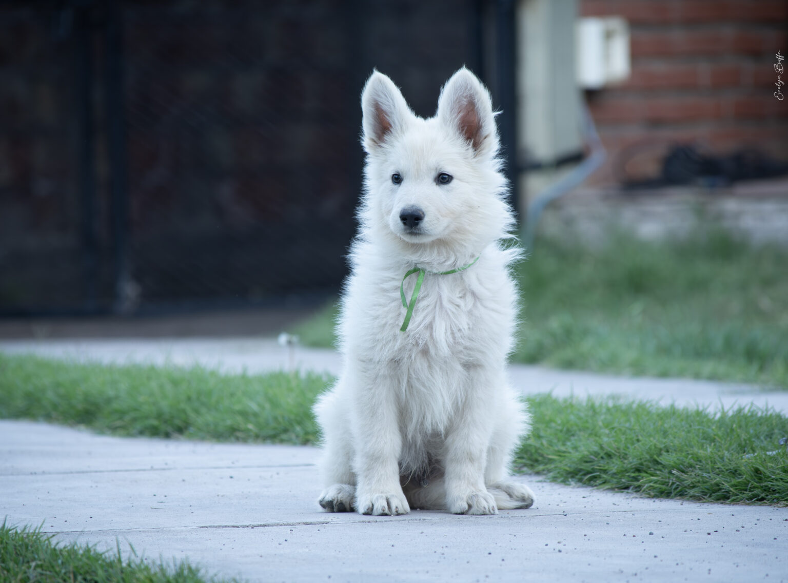 DSC_5929-Mejorado-NR
