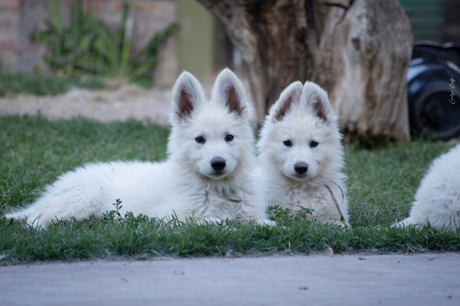 DSC_6110-Mejorado-NR
