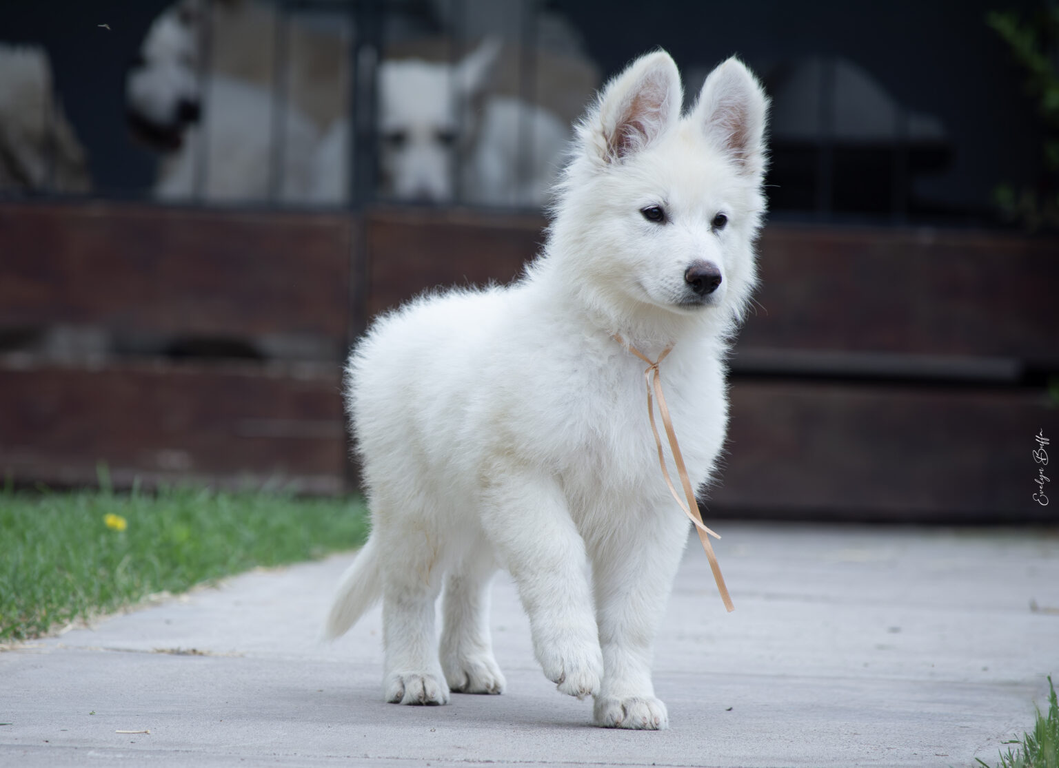 DSC_6212-Mejorado-NR