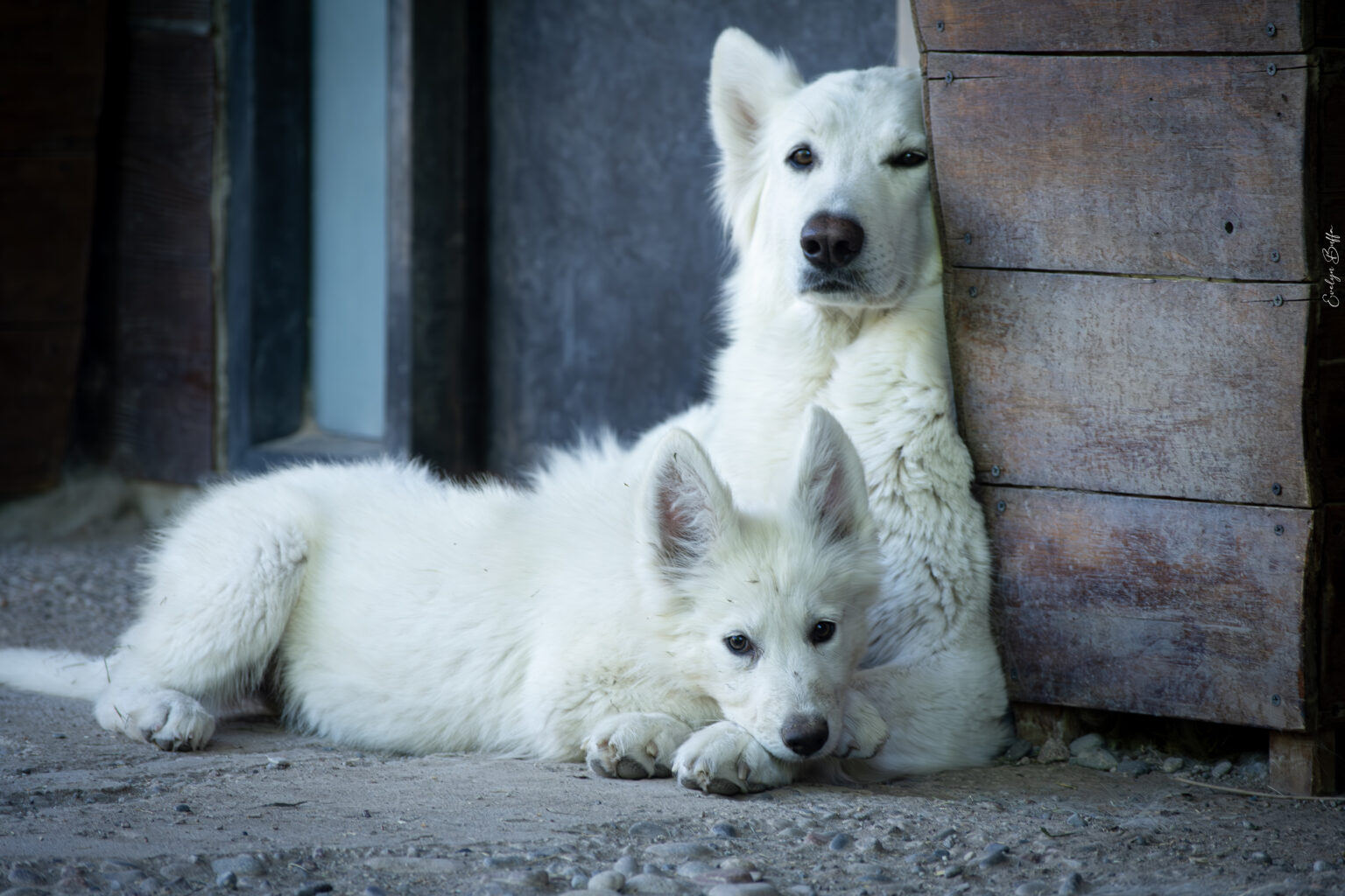 DSC_6309-Mejorado-NR